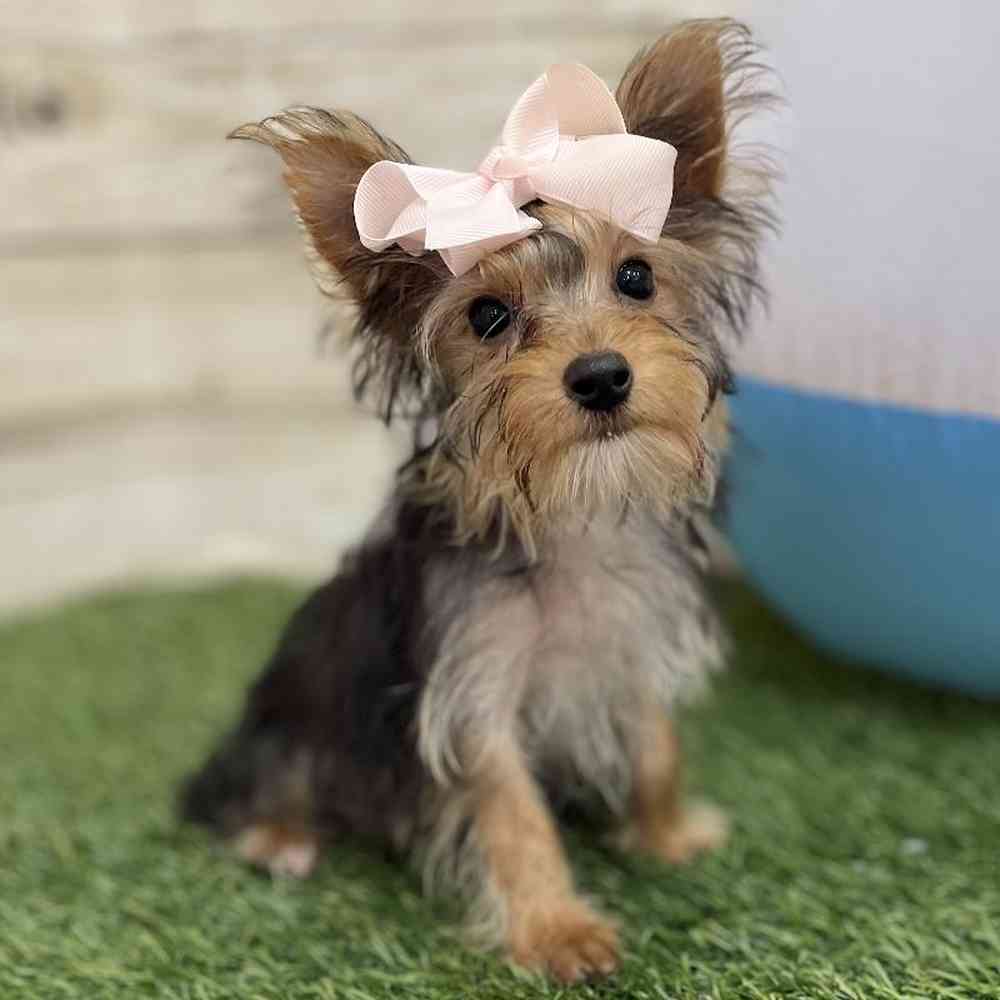 Female Yorkshire Terrier Puppy for Sale in Braintree, MA