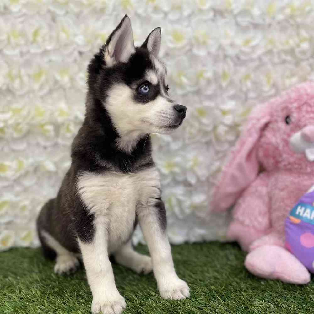 Female Alaskan Klee Kai Puppy for Sale in Braintree, MA