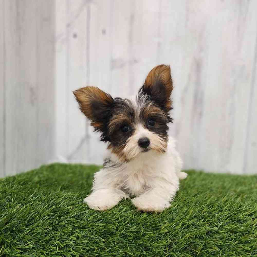 Male Yorkshire Terrier Puppy for sale