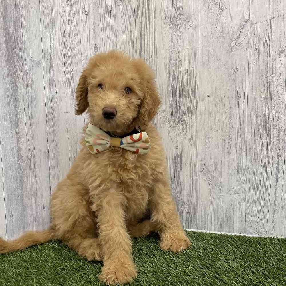 Male Mini Goldendoodle Puppy for Sale in Braintree, MA