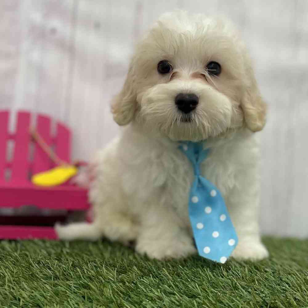 Male Malti-Poo Puppy for Sale in Braintree, MA