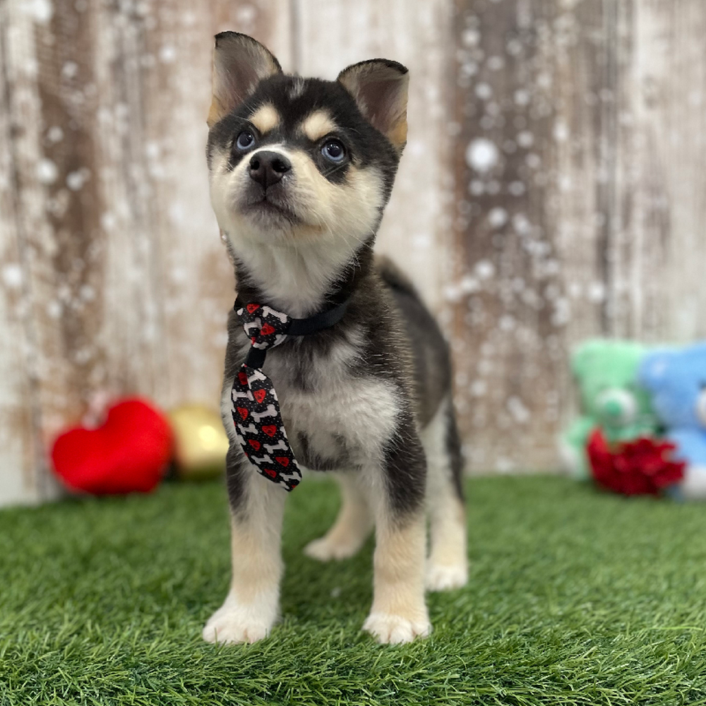 Male Alaskan Klee Kai Puppy for Sale in Braintree, MA