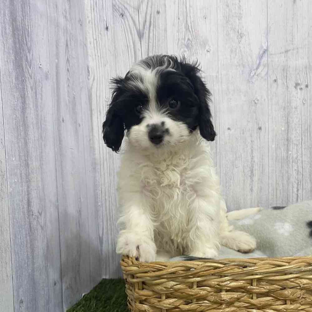 Female Cavapoo Puppy for Sale in Saugus, MA