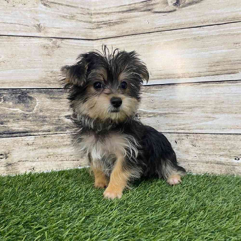Male Silkese Puppy for Sale in Saugus, MA