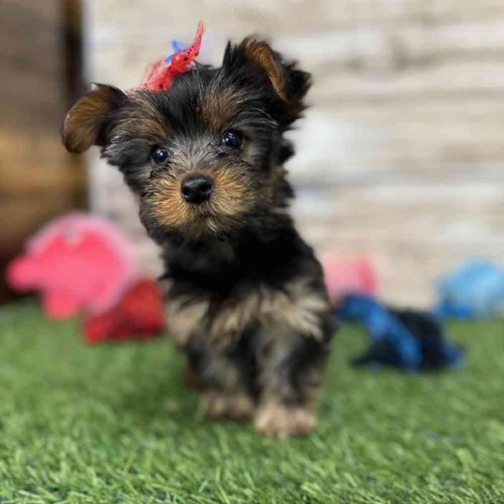 Female Yorkshire Terrier Puppy for Sale in Saugus, MA