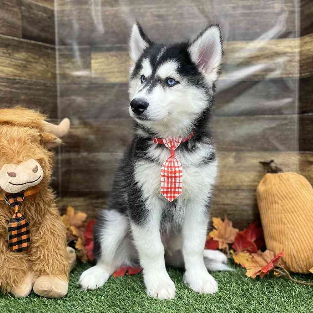 Male Siberian Husky Puppy for Sale in Braintree, MA
