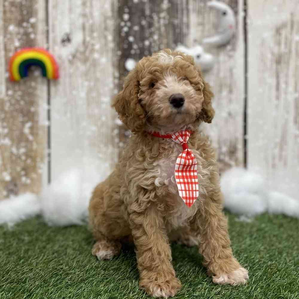 Male Mini Goldendoodle 2nd Gen Puppy for Sale in Braintree, MA