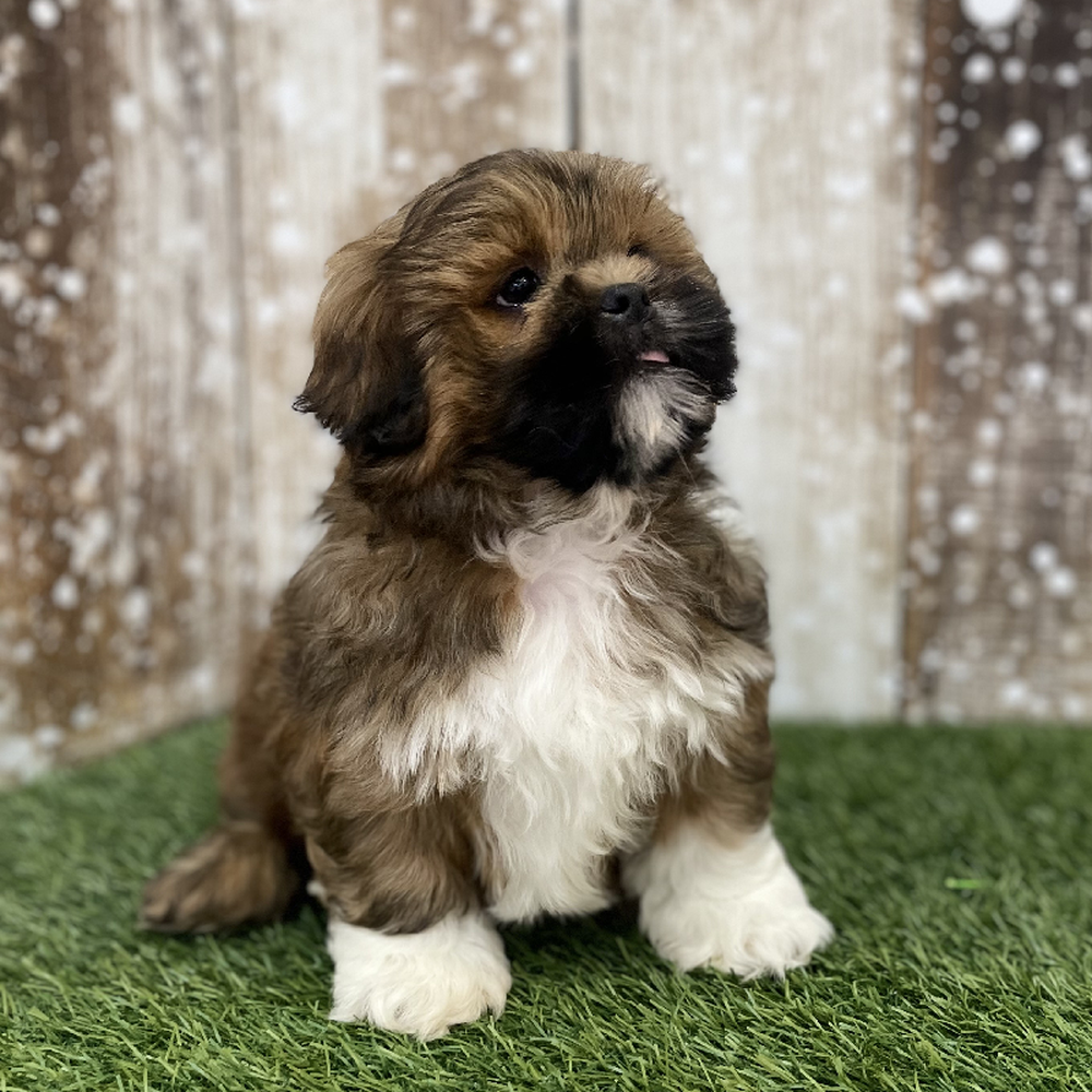 Male Lhasa Apso Puppy for Sale in Braintree, MA