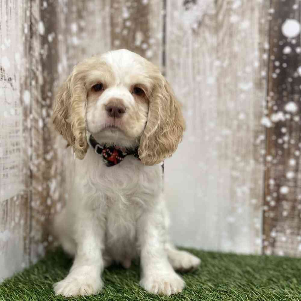 Male Cocker Spaniel Puppy for Sale in Braintree, MA