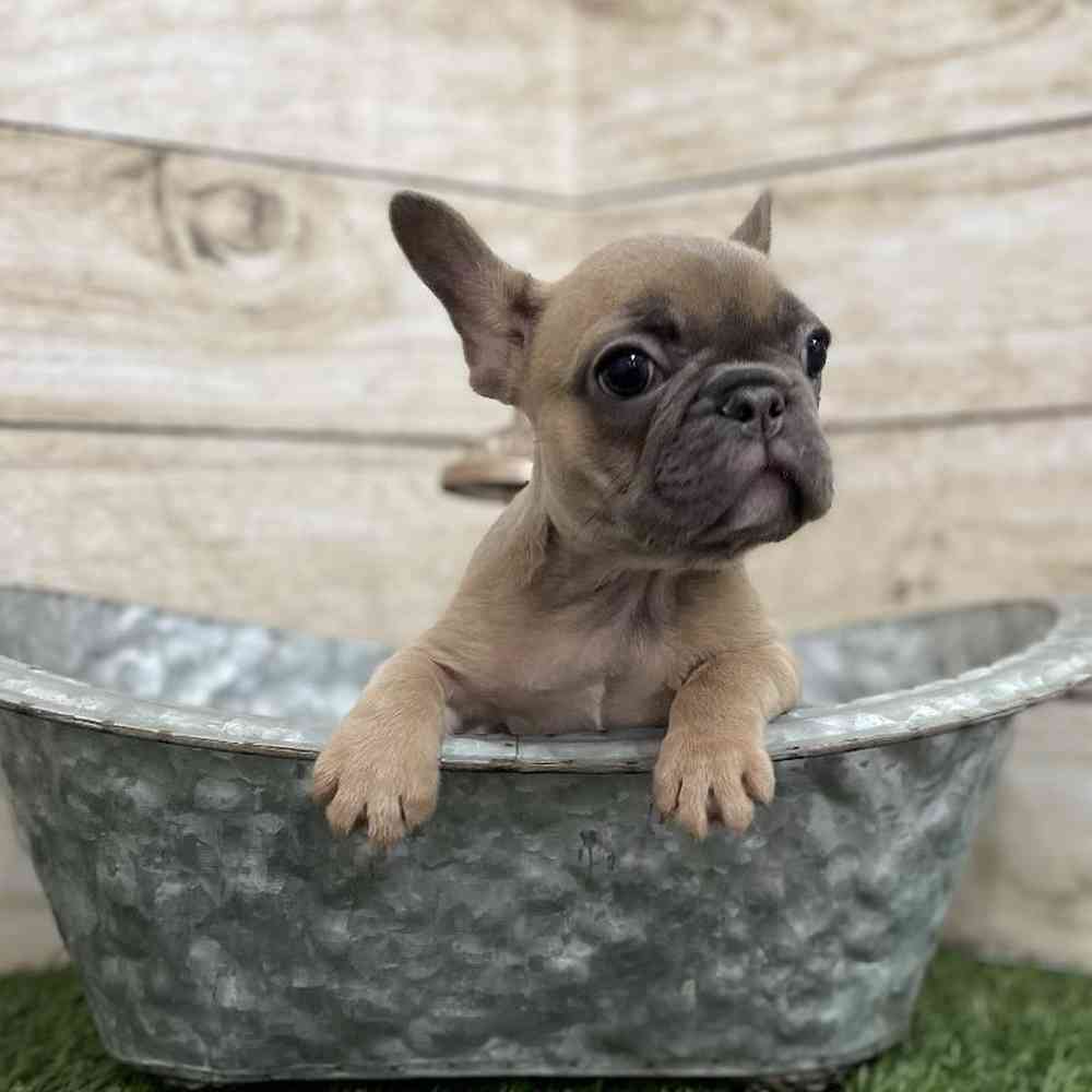 Female French Bulldog Puppy for Sale in Braintree, MA