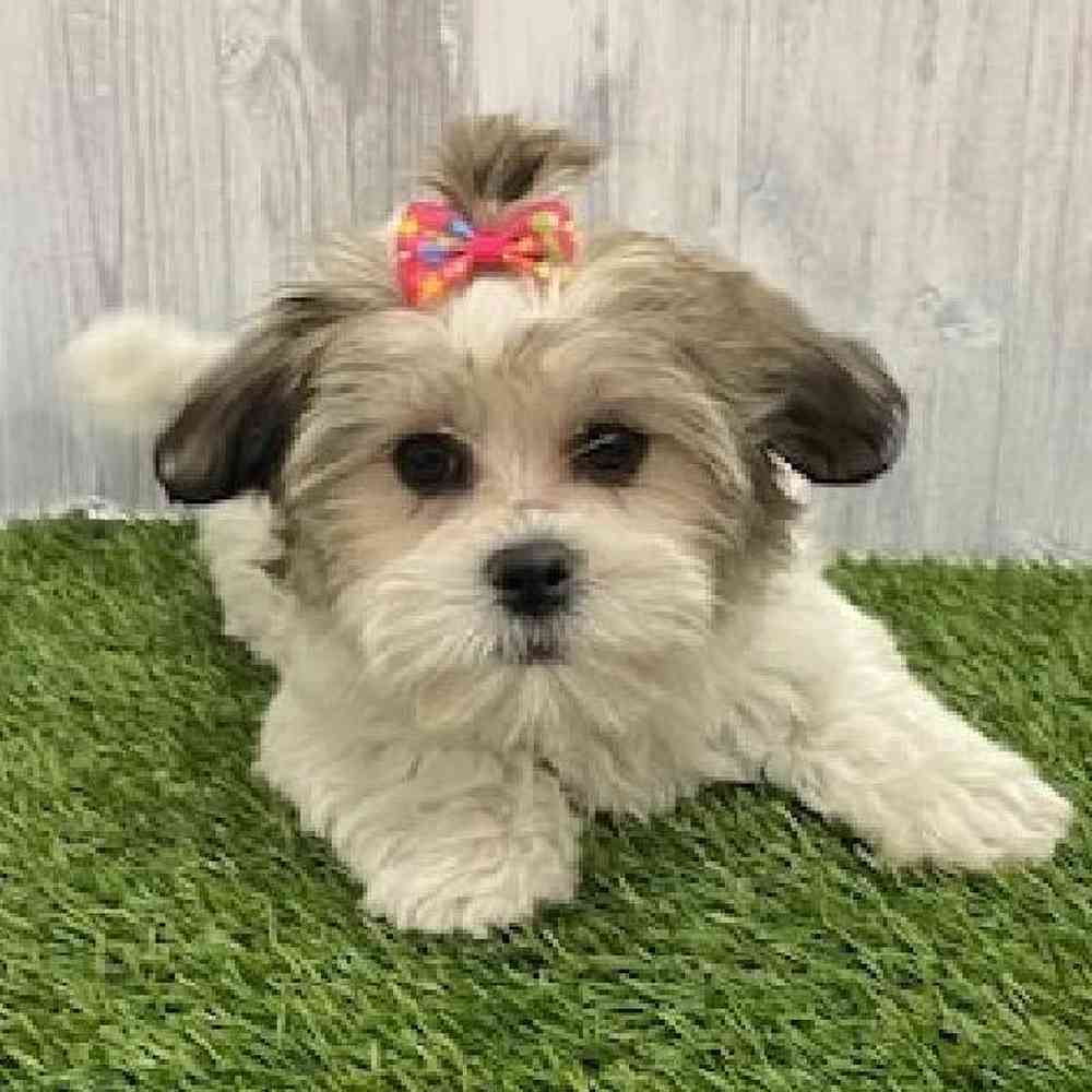 Female Teddy Bear (Zuchon) Puppy for Sale in Braintree, MA