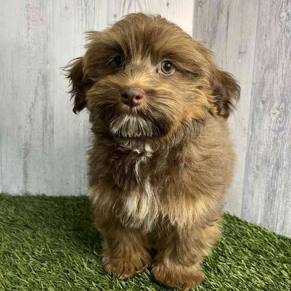 Male Havanese Puppy for sale