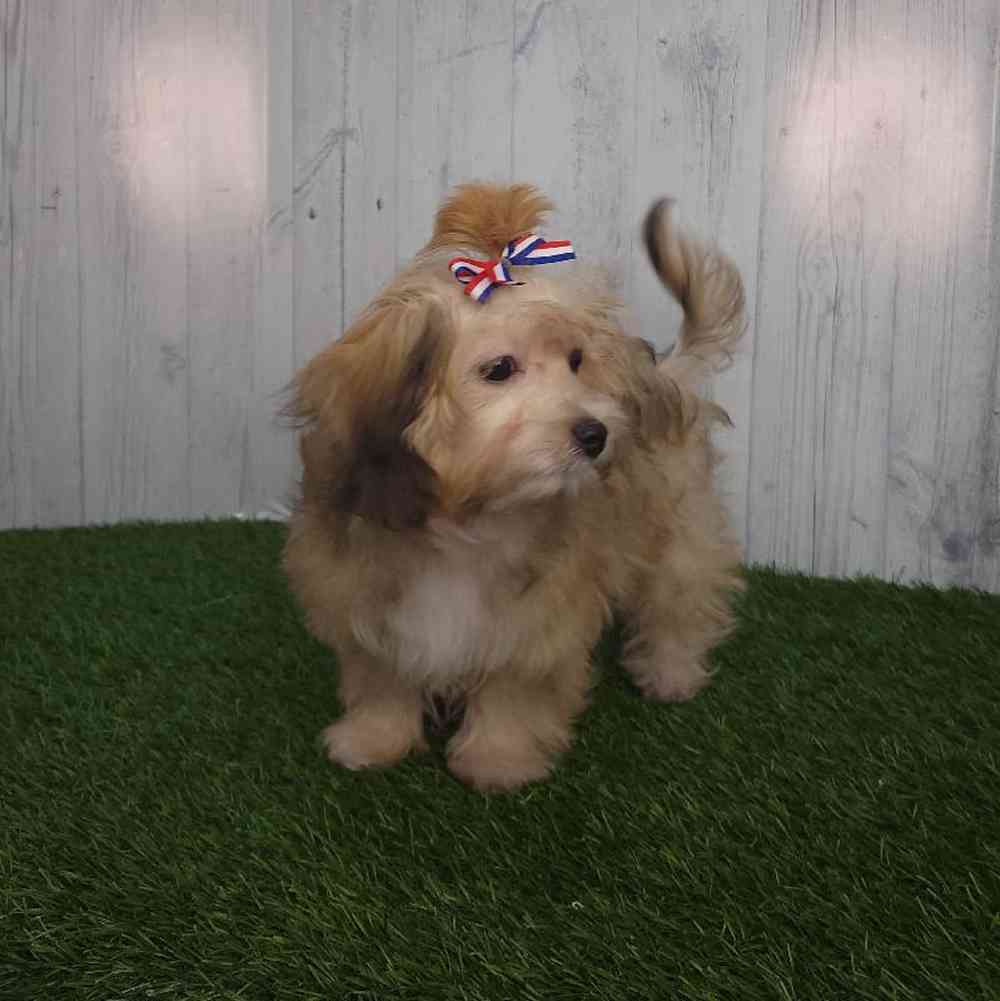 Female Lhatese Puppy for sale