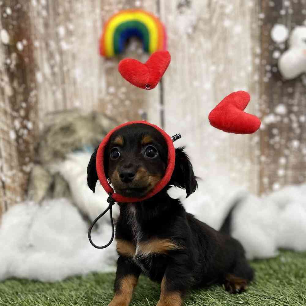Female Chiweenie Puppy for Sale in Braintree, MA