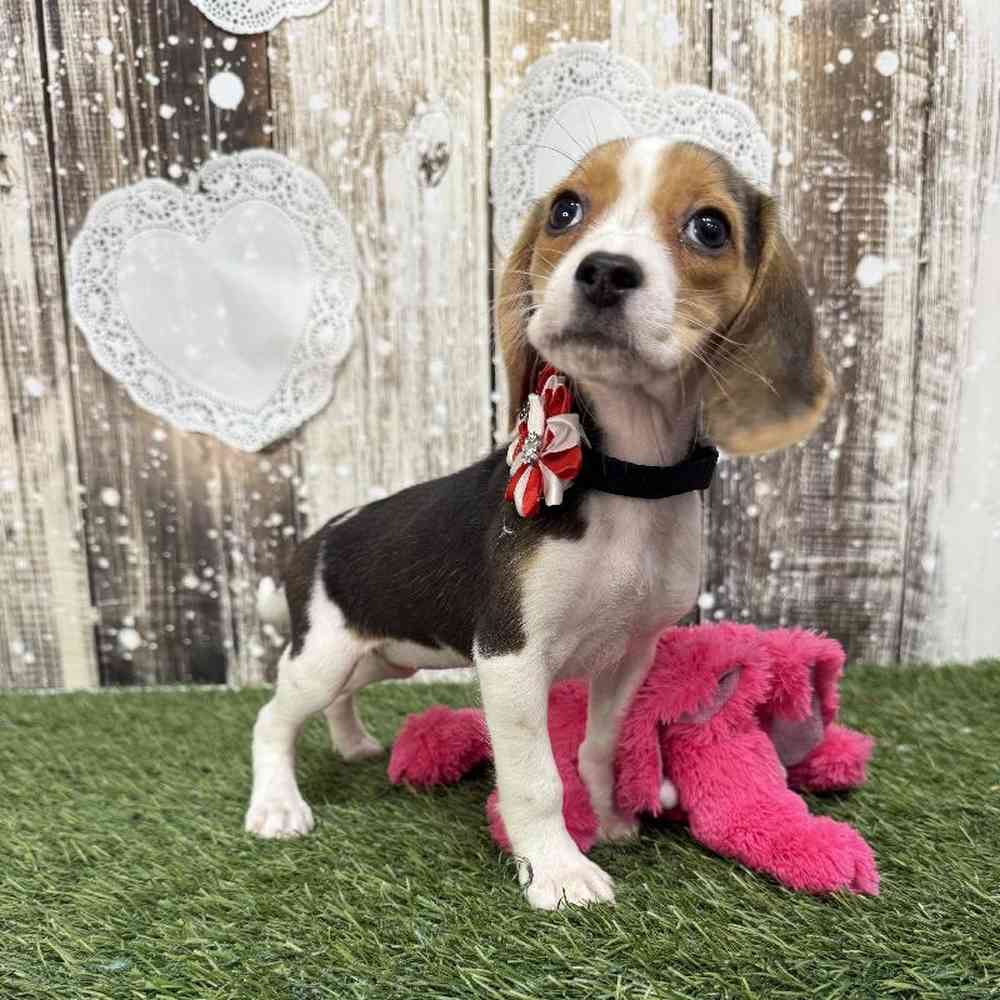 Female Beagle Puppy for Sale in Saugus, MA