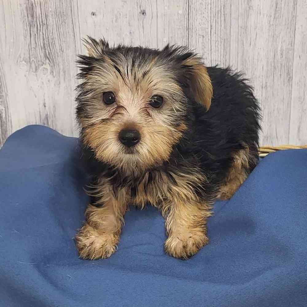 Male Yorkshire Terrier Puppy for Sale in Saugus, MA