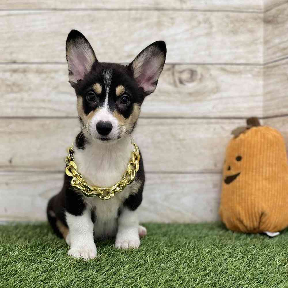 Pembroke Welsh For Sale Pet Express Braintree