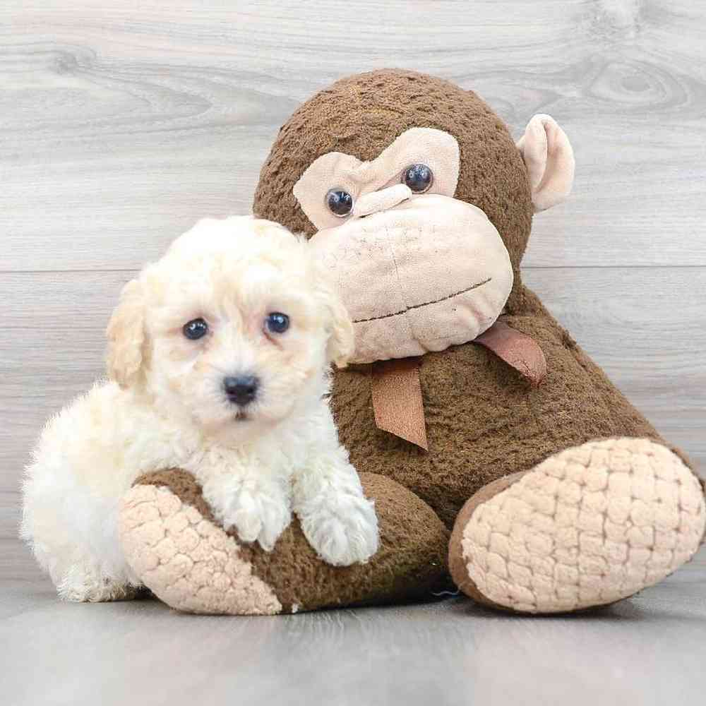 poochon-robin-5737465114778871.jpg