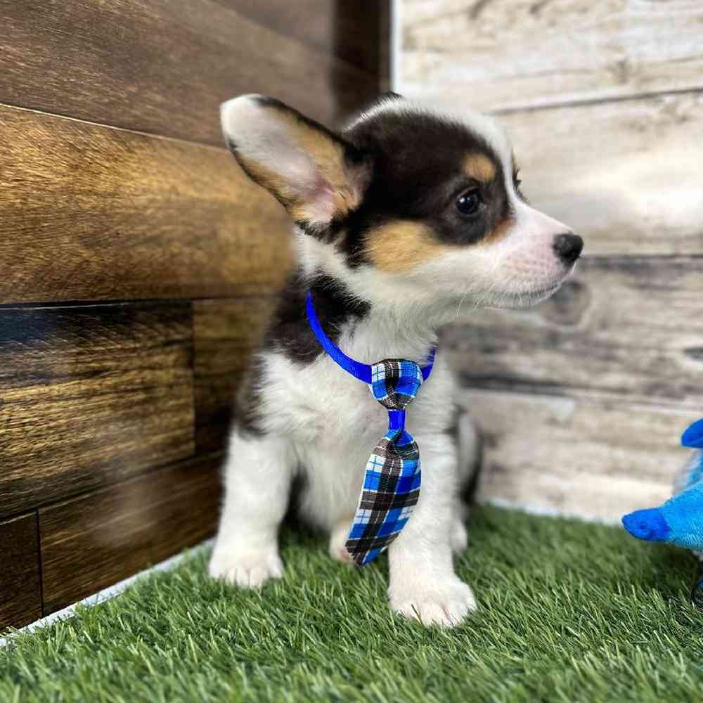 Male Pembroke Welsh Corgi Puppy for Sale in Saugus, MA
