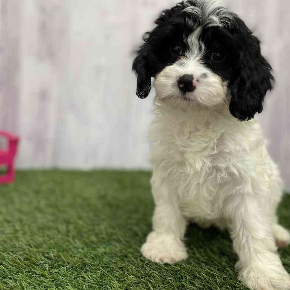 Male Cavapoo Puppy for Sale in Braintree, MA