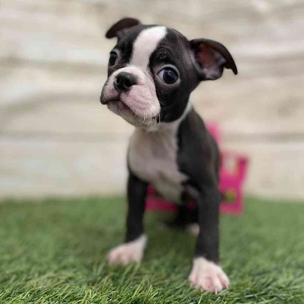 Male Boston Terrier Puppy for Sale in Braintree, MA