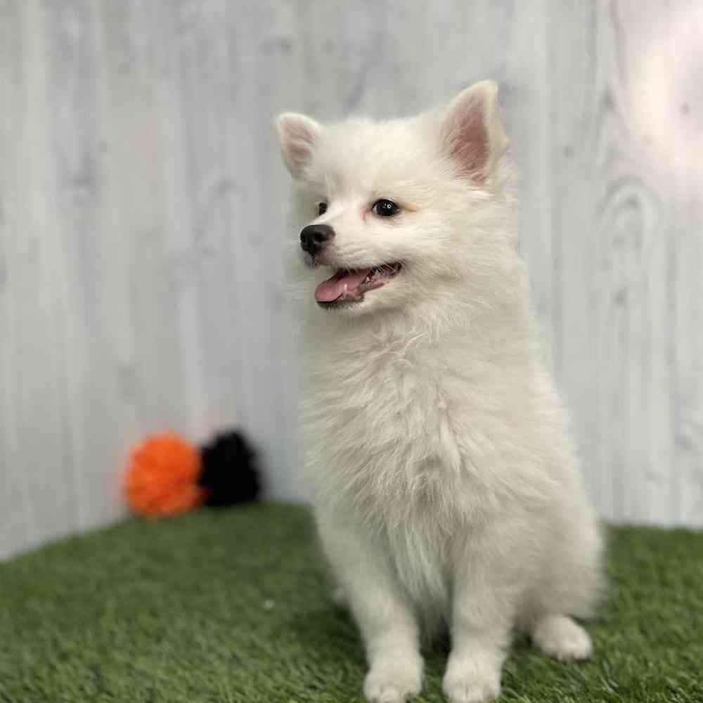 Female American Eskimo Puppy for sale