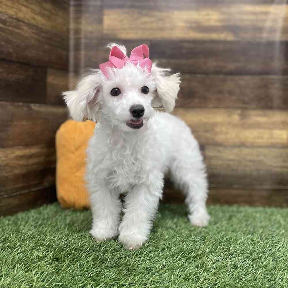 Female Poodle Toy Puppy for Sale in Braintree, MA
