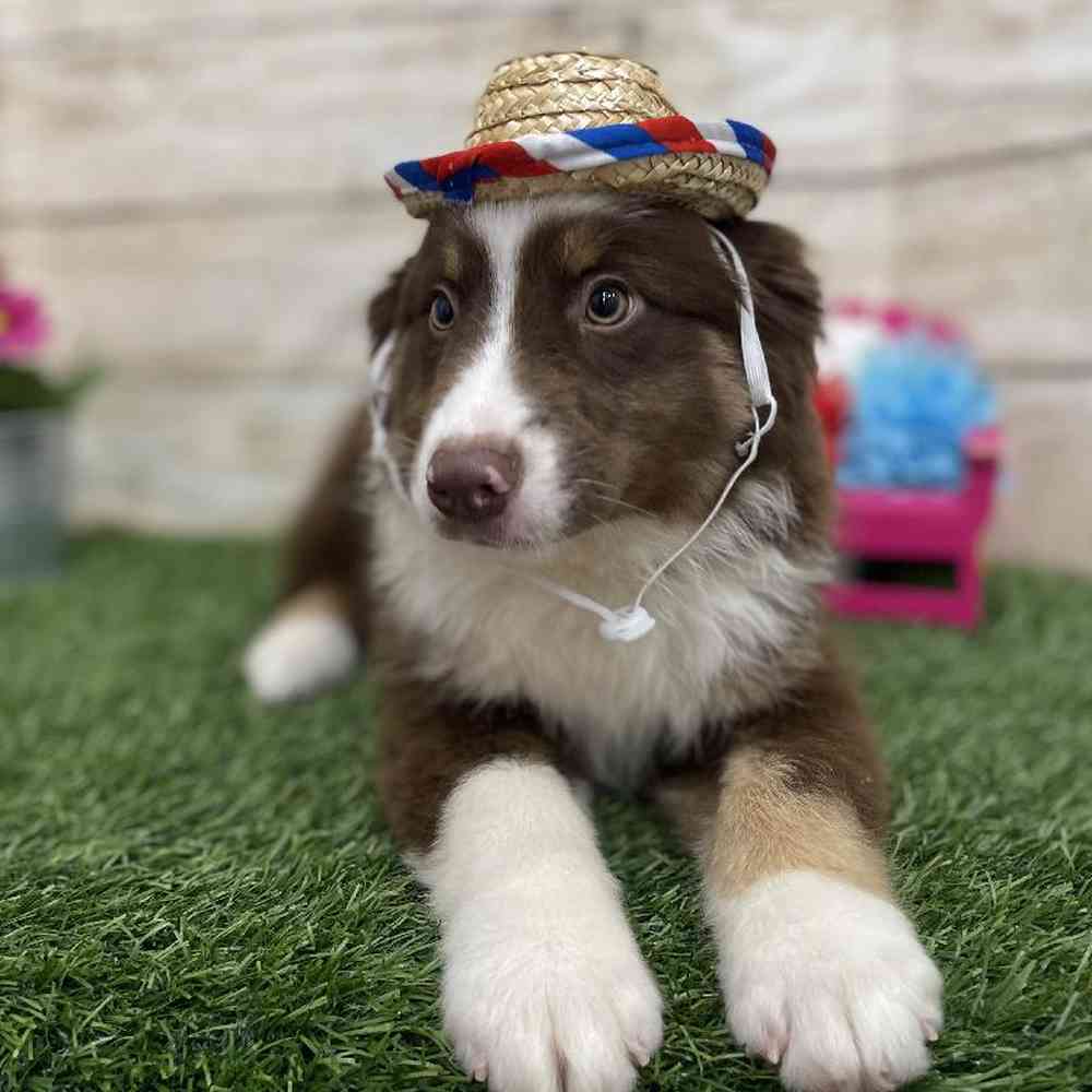 Male Miniature Australian Shepherd Puppy for Sale in Braintree, MA
