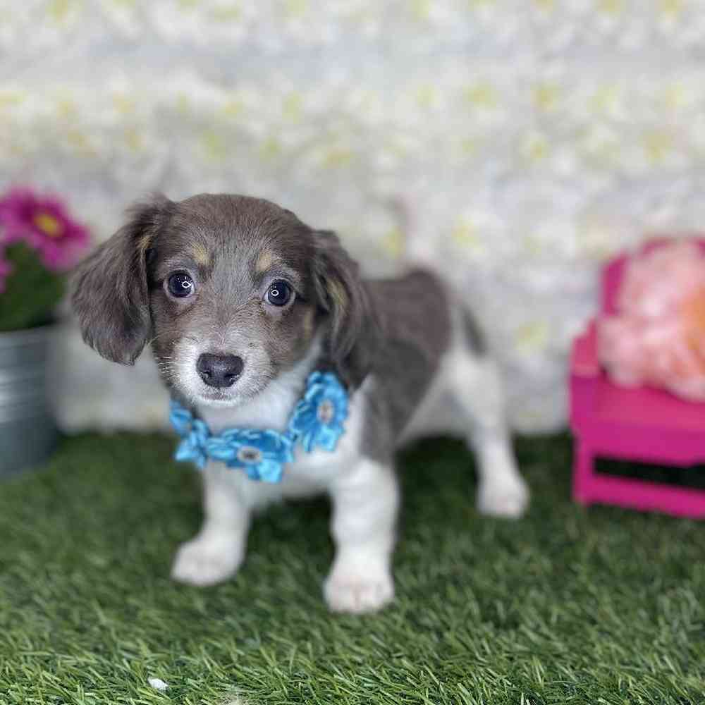 Female Chiweenie Puppy for Sale in Braintree, MA