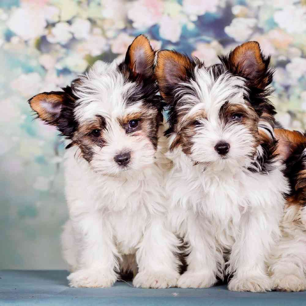 Biewer Terrier Puppies for Sale