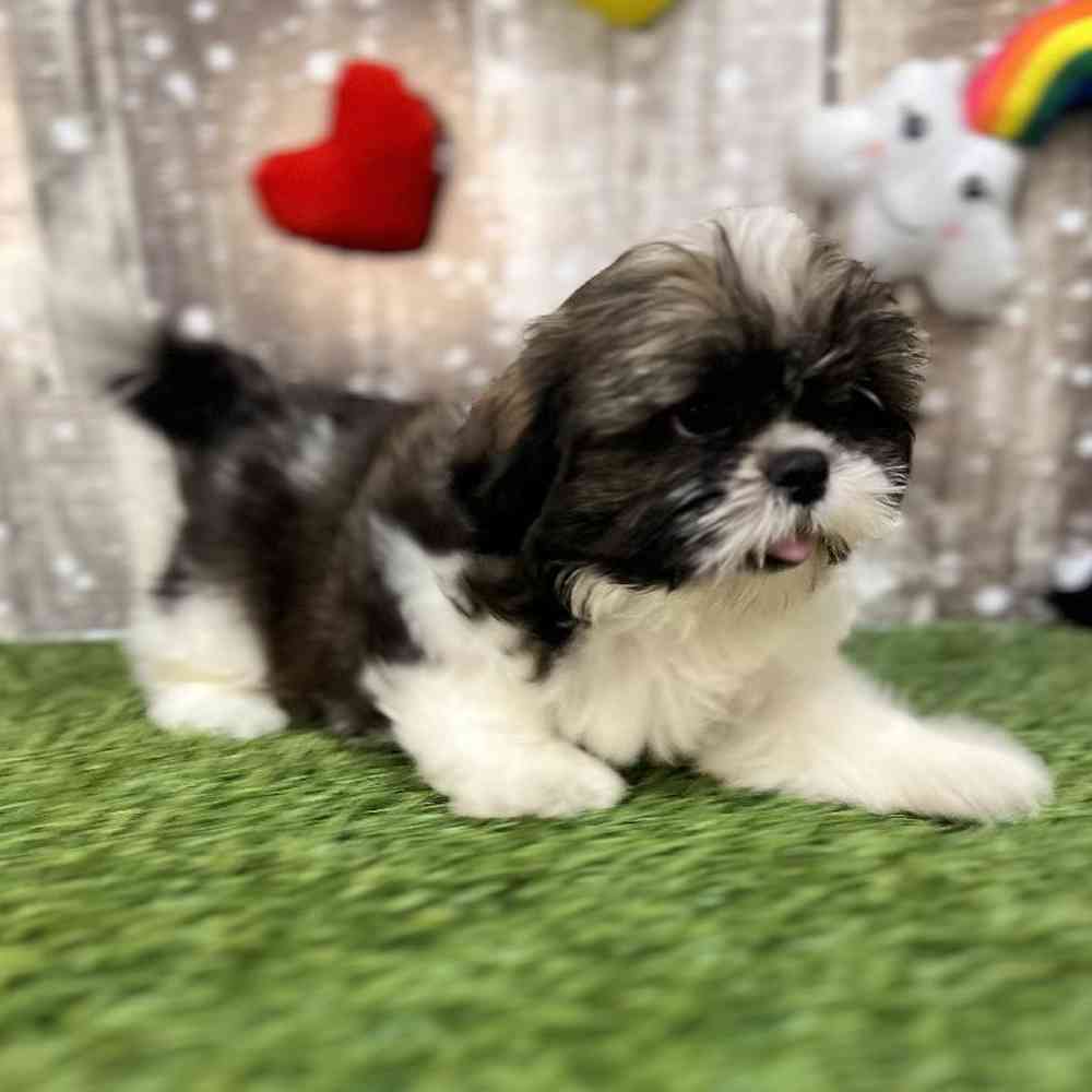 Male Shih Tzu Puppy for Sale in Saugus, MA