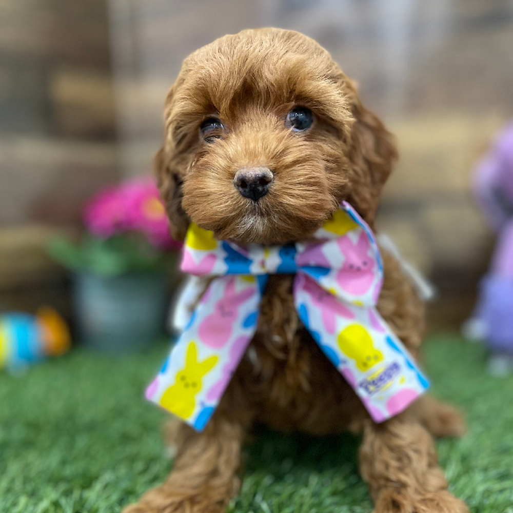 Female Cockapoo Puppy for Sale in Braintree, MA