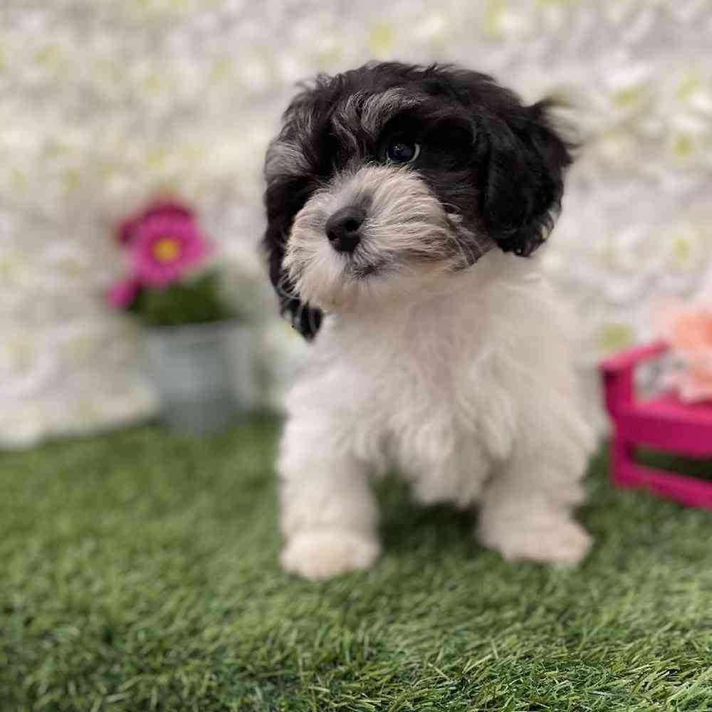 LaChon For Sale Pet Express Braintree