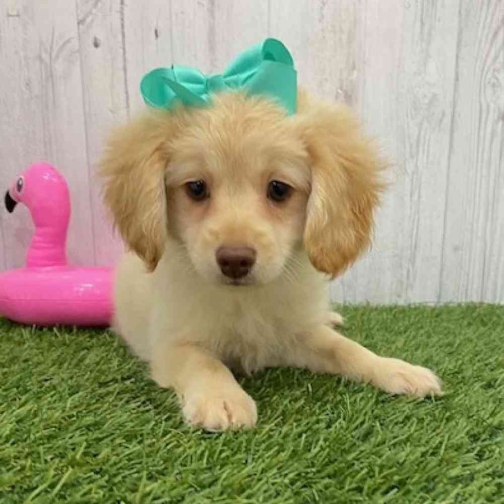 Cockapoo 2nd Gen For Sale Pet Express Braintree