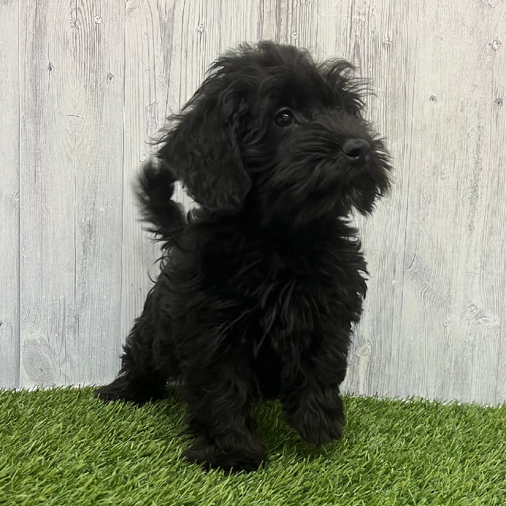 Male Schnoodle Puppy for Sale in Braintree, MA
