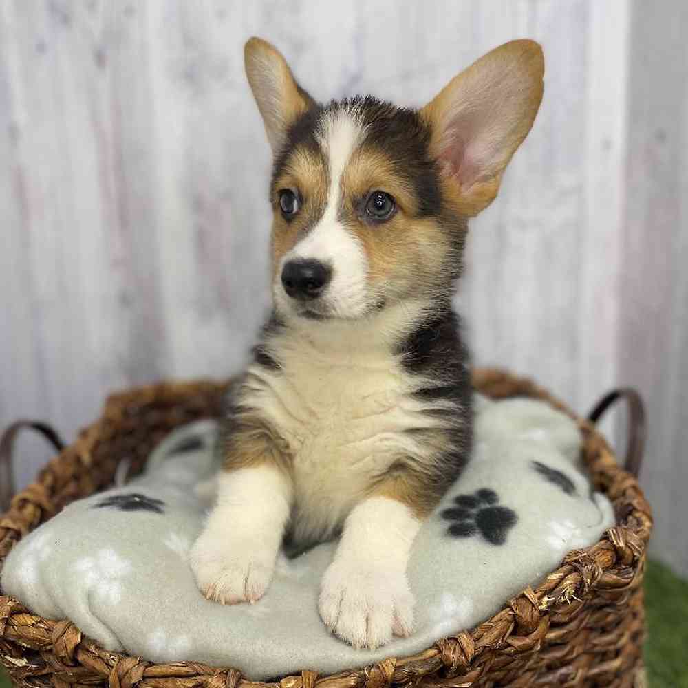 Male Pembroke Welsh Corgi Puppy for Sale in Saugus, MA