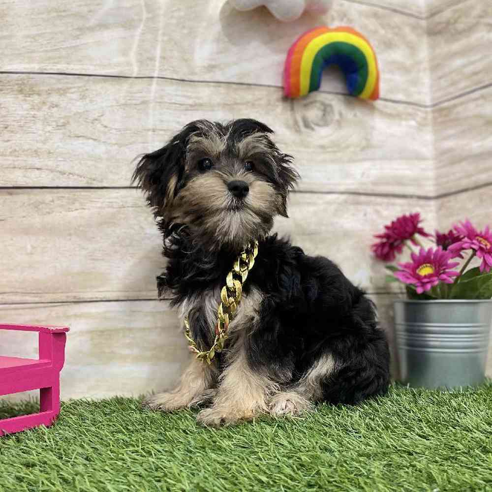 Male Morkie Puppy for Sale in Braintree, MA