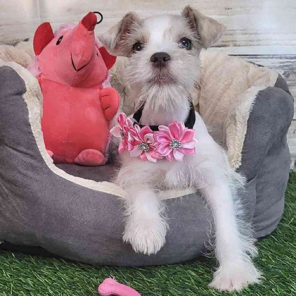 Female Miniature Schnauzer Puppy for Sale in Saugus, MA