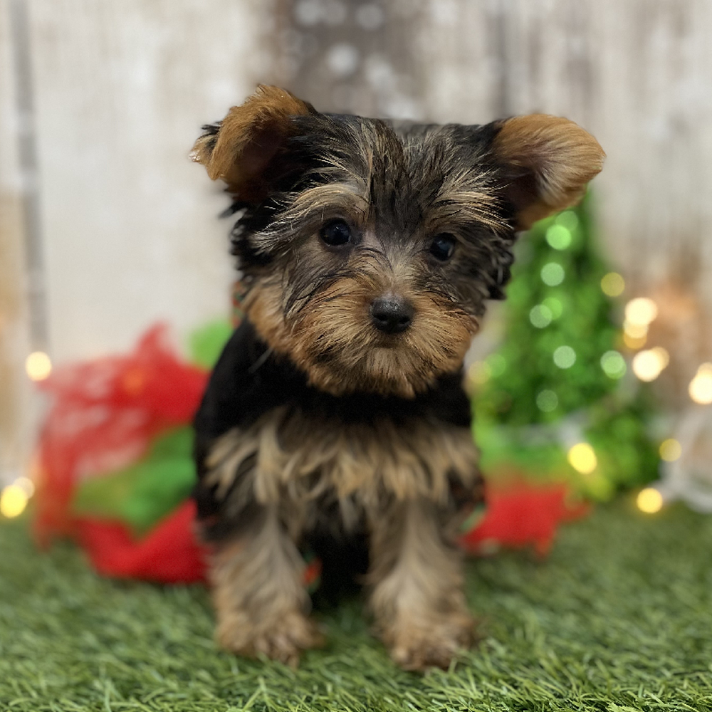 Female Yorkshire Terrier Puppy for Sale in Braintree, MA