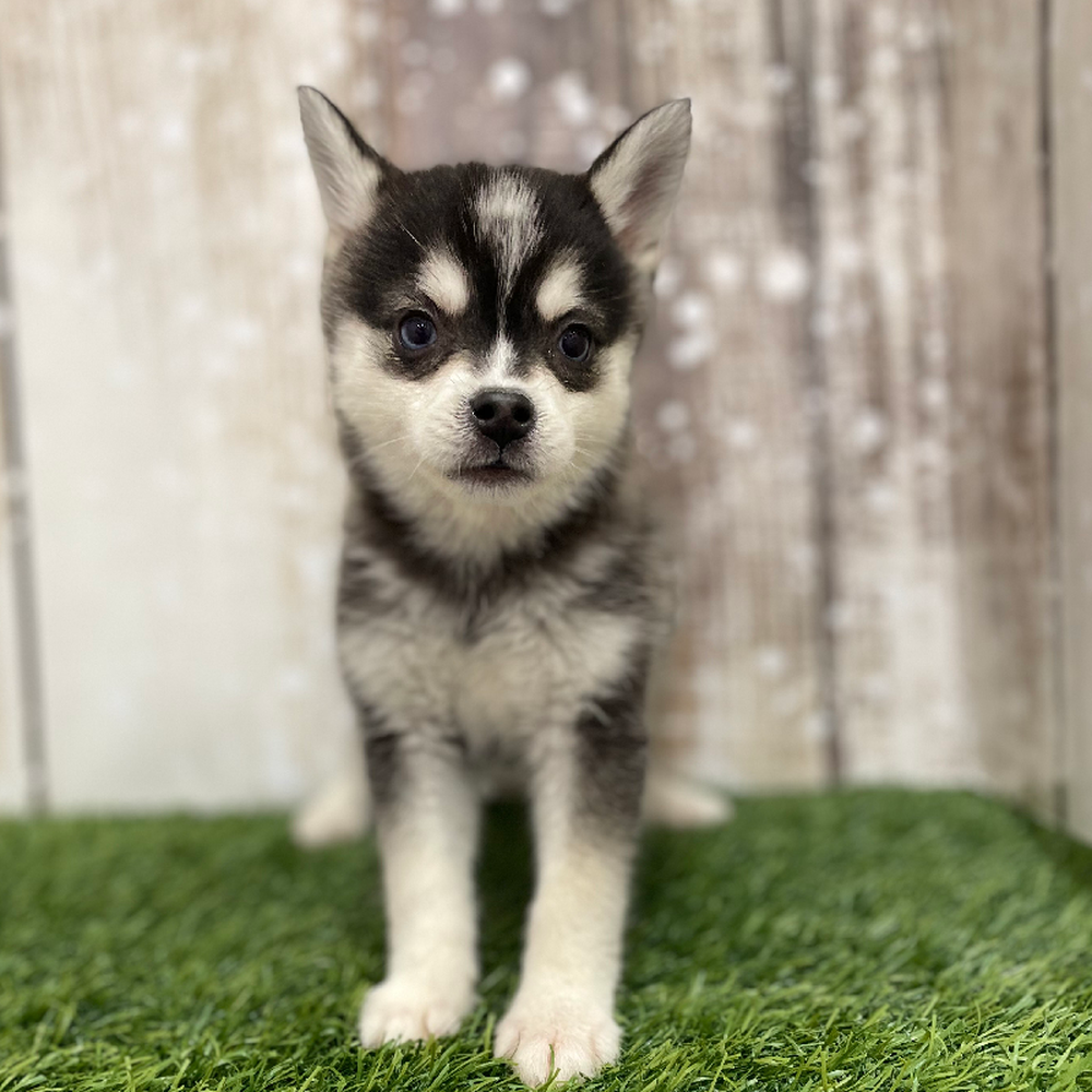 Female Alaskan Klee Kai Puppy for Sale in Braintree, MA