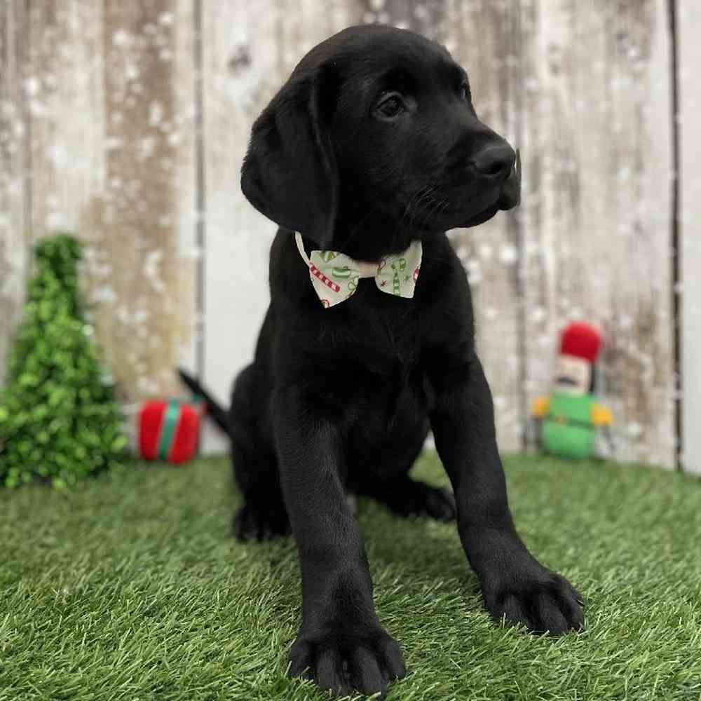Male Labrador Retriever Puppy for Sale in Braintree, MA