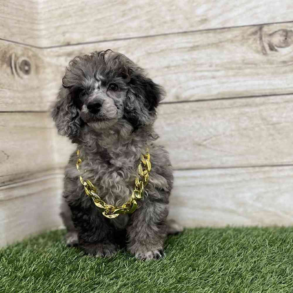 Male Poodle Toy Puppy for Sale in Braintree, MA