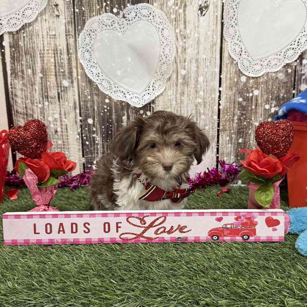 Male Havanese Puppy for Sale in Saugus, MA