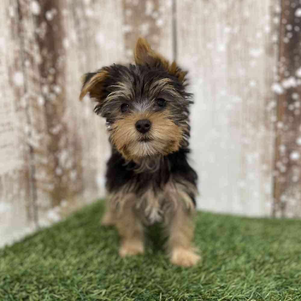 Male Yorkshire Terrier Puppy for Sale in Braintree, MA