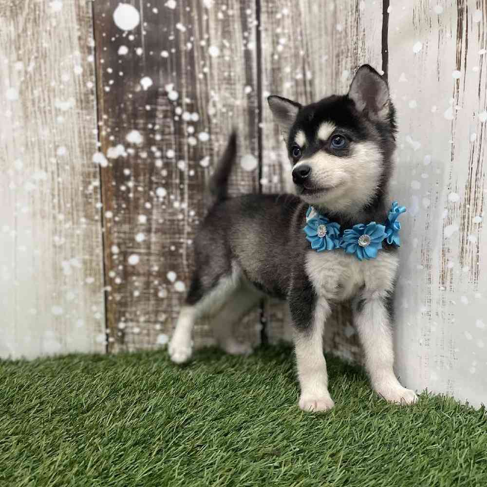 Female Alaskan Klee Kai Puppy for Sale in Braintree, MA