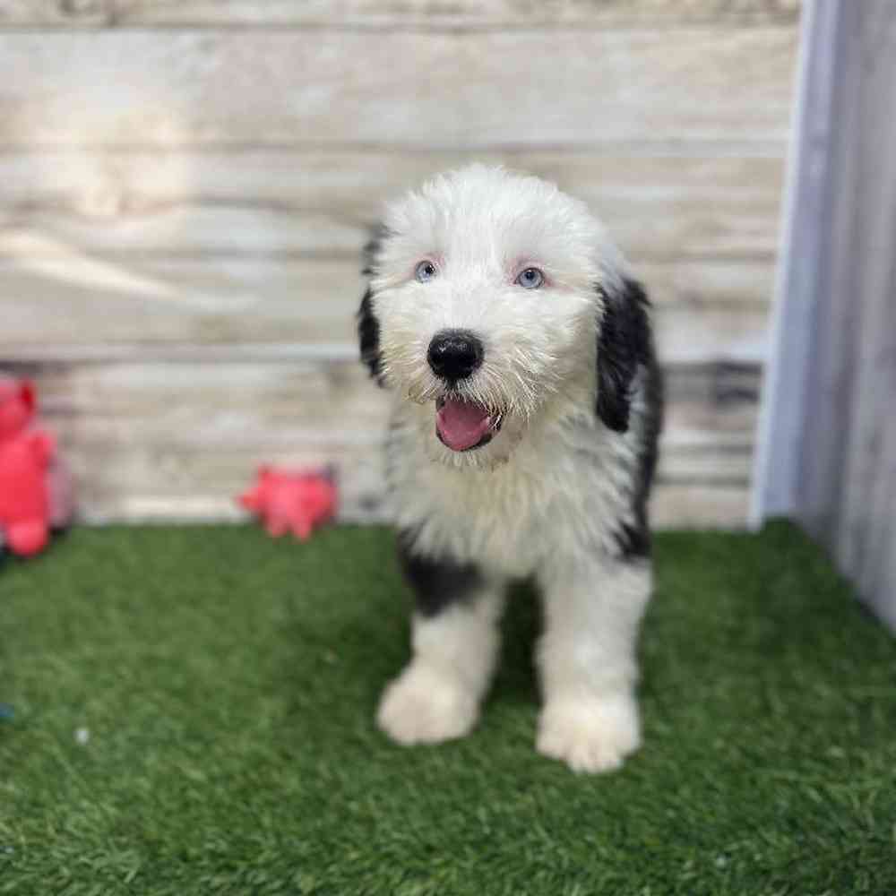 Male Old English Sheepdog Puppy for Sale in Saugus, MA