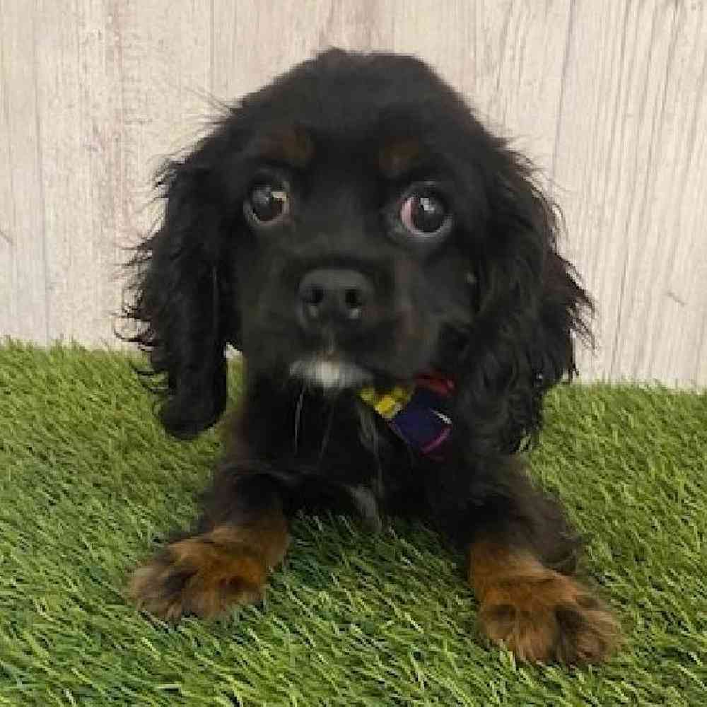Male Cockalier Puppy for sale