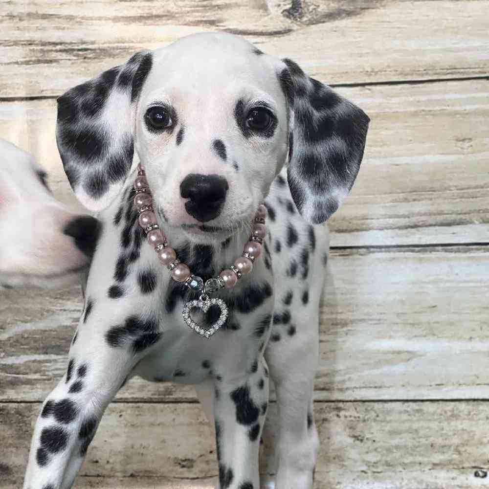 Female Dalmatian Puppy for Sale in Saugus, MA