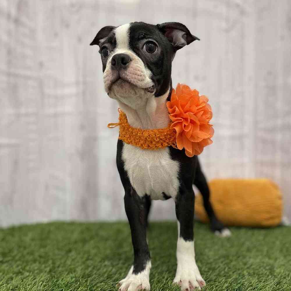 Female Boston Terrier Puppy for Sale in Braintree, MA