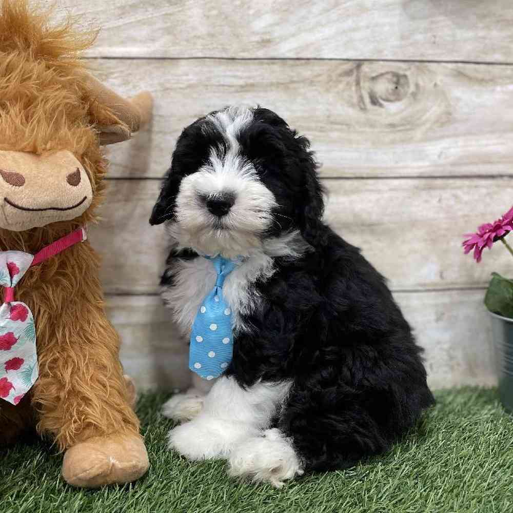 Male Mini Sheepadoodle Puppy for Sale in Braintree, MA